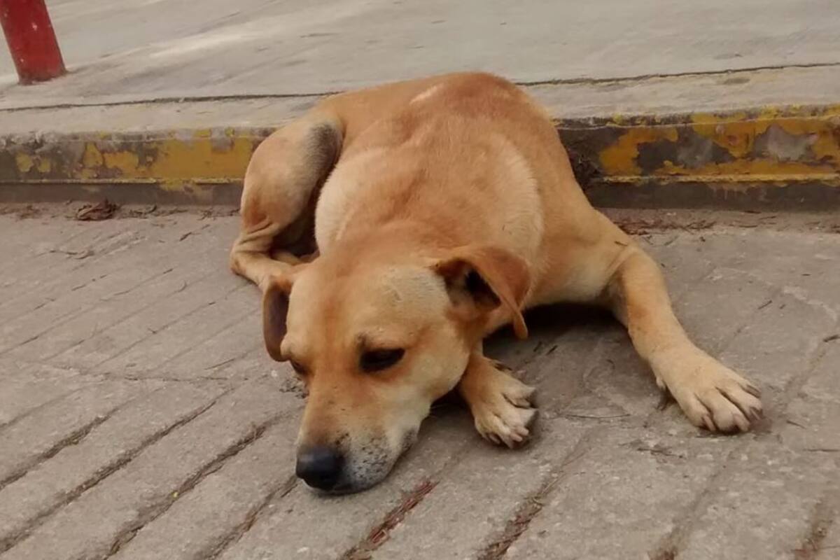 Presuntos policías matan a mascota de escuela en Oaxaca