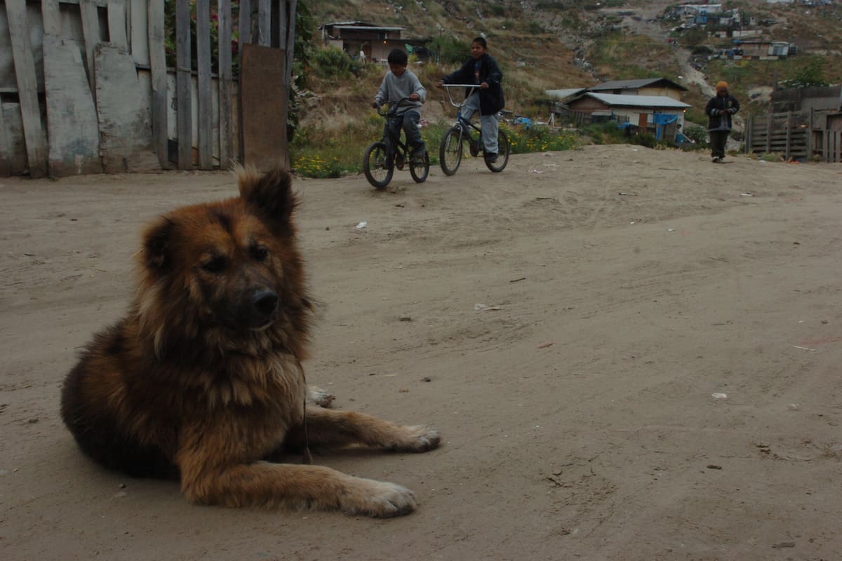 Gobierno debe sancionar a quienes abandonen animales en vía pública