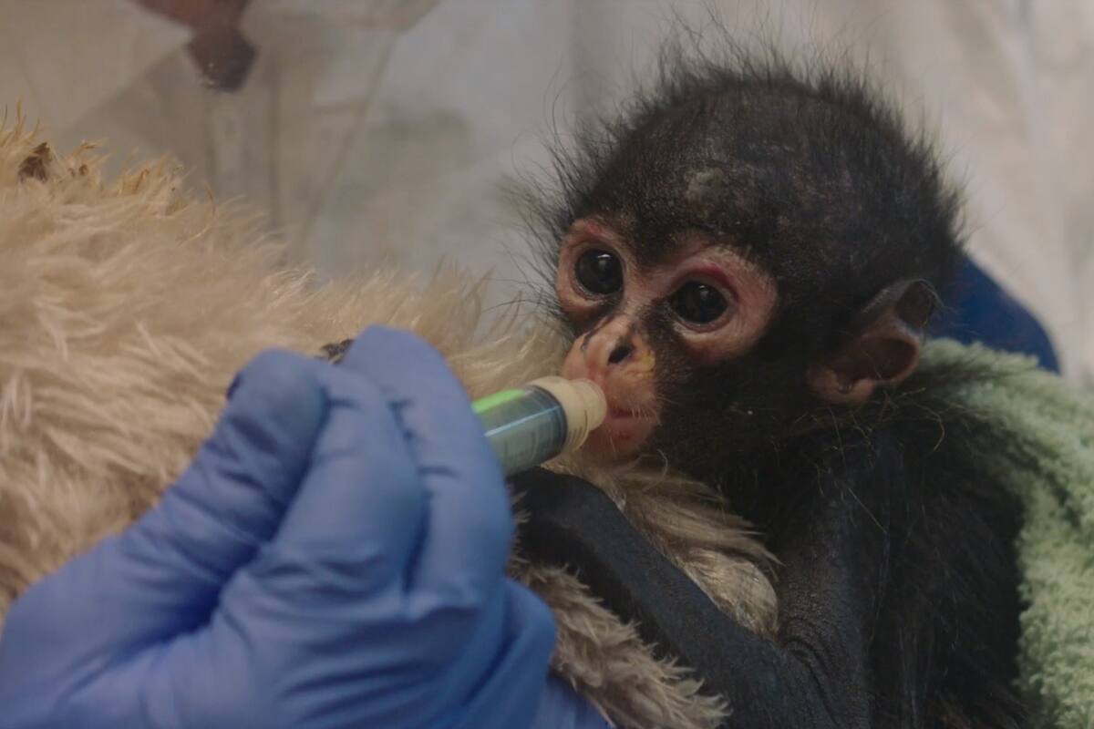 San Diego Zoo recibe tres monos araña bebés confiscados en la frontera con México