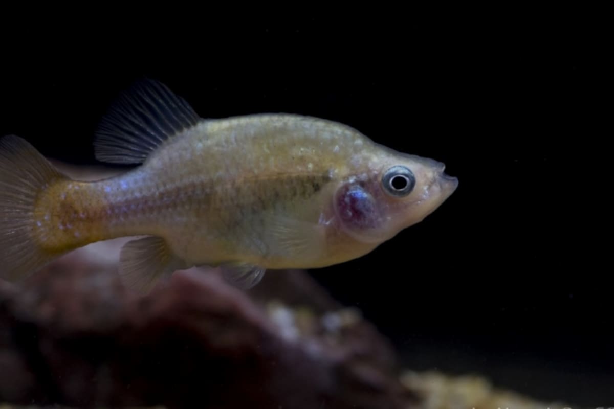 El pez mexicano que casi desapareció con la desecación del lago de Texcoco ahora reaparece en más de mil 200 hectáreas, mientras la recuperación del agua favorece también a otras especies y eleva el número de aves
