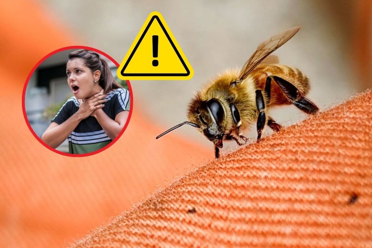 Picadura de abeja: qué hacer en el momento y cuándo buscar ayuda médica