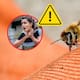 Picadura de abeja: qué hacer en el momento y cuándo buscar ayuda médica