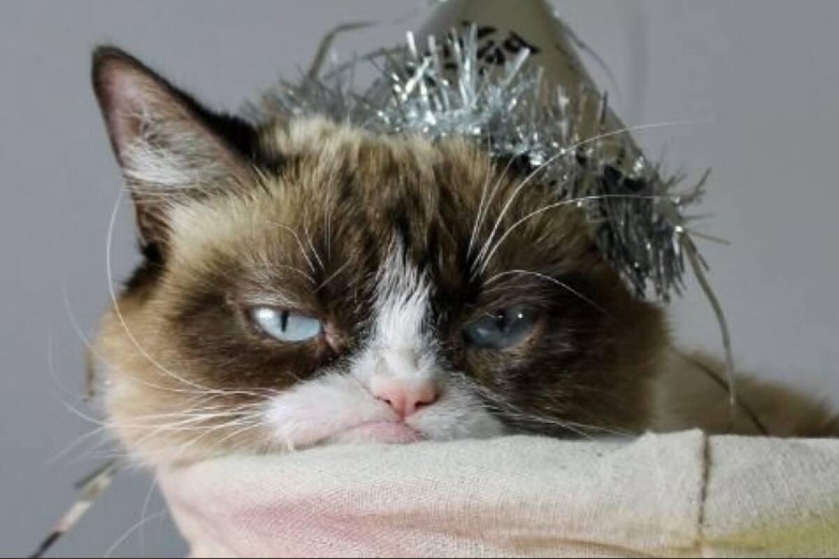 Muere "Grumpy Cat", la famosa gatita de los memes