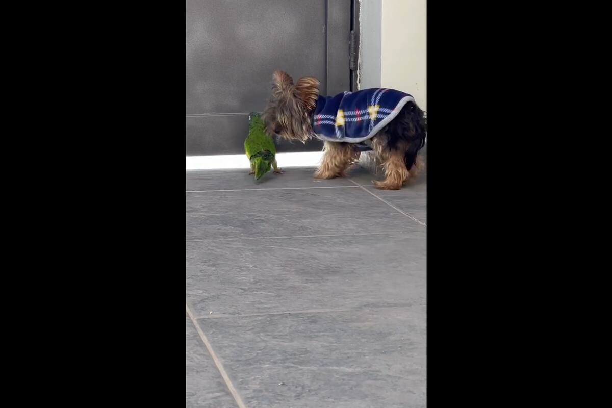 TikTok Viral: Loro "ladra" con perro para espantar a las personas de su casa