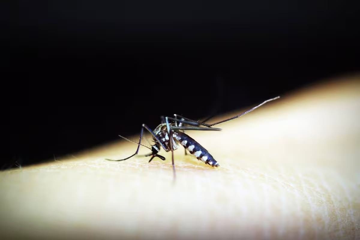 Suman 80 casos importados de dengue en BC