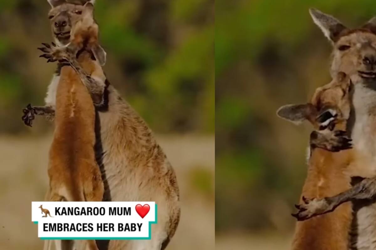 Bebé canguro provoca tiernas reacciones al abrazar y besar a su madre