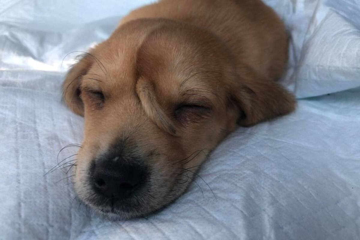 ¿Está en adopción el perrito “unicornio”?