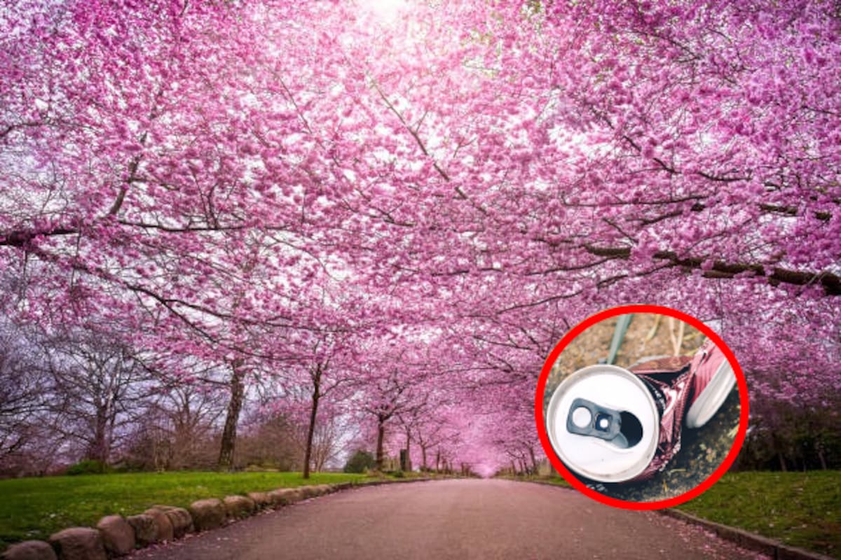 Adiós al festival de cerezos en flor: Japón lo cancela por turistas