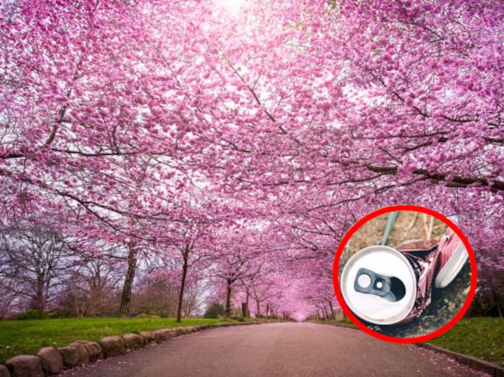 Adiós al festival de cerezos en flor: Japón lo cancela por turistas