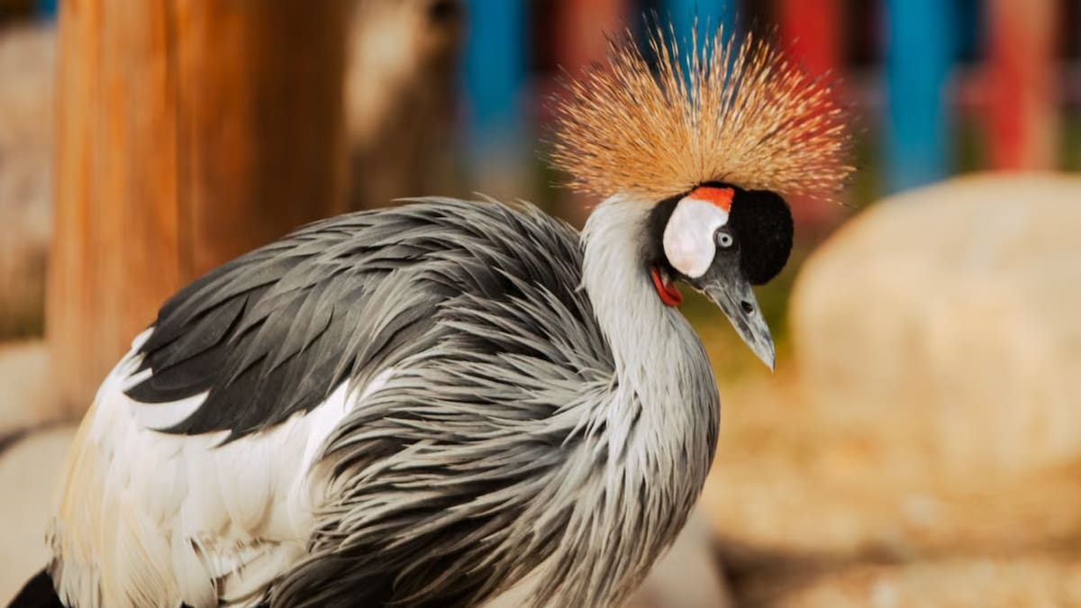 Una IA analizó 170 mil huesos de más de 2 mil especies de aves y reveló que la evolución no ocurre de forma gradual, sino mediante periodos de cambios acelerados seguidos por millones de años de estabilidad