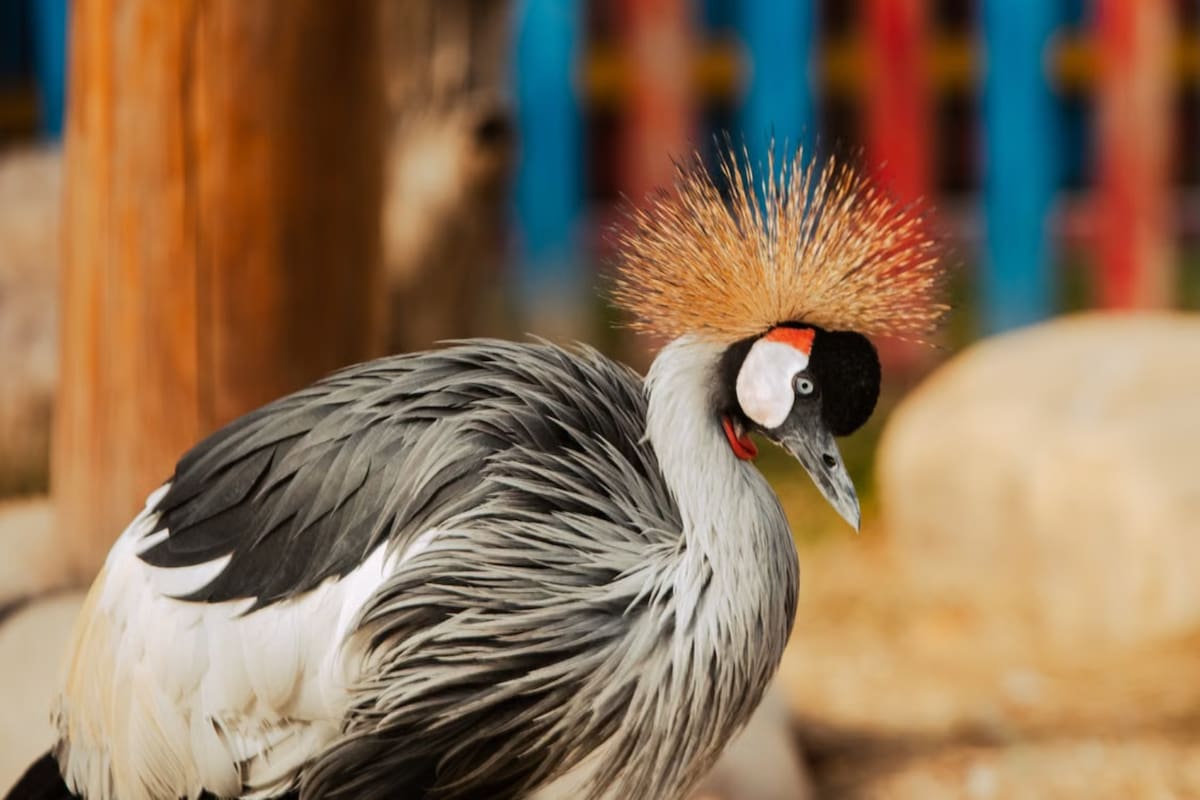 Una IA analizó 170 mil huesos de más de 2 mil especies de aves y reveló que la evolución no ocurre de forma gradual, sino mediante periodos de cambios acelerados seguidos por millones de años de estabilidad