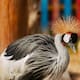 Una IA analizó 170 mil huesos de más de 2 mil especies de aves y reveló que la evolución no ocurre de forma gradual, sino mediante periodos de cambios acelerados seguidos por millones de años de estabilidad