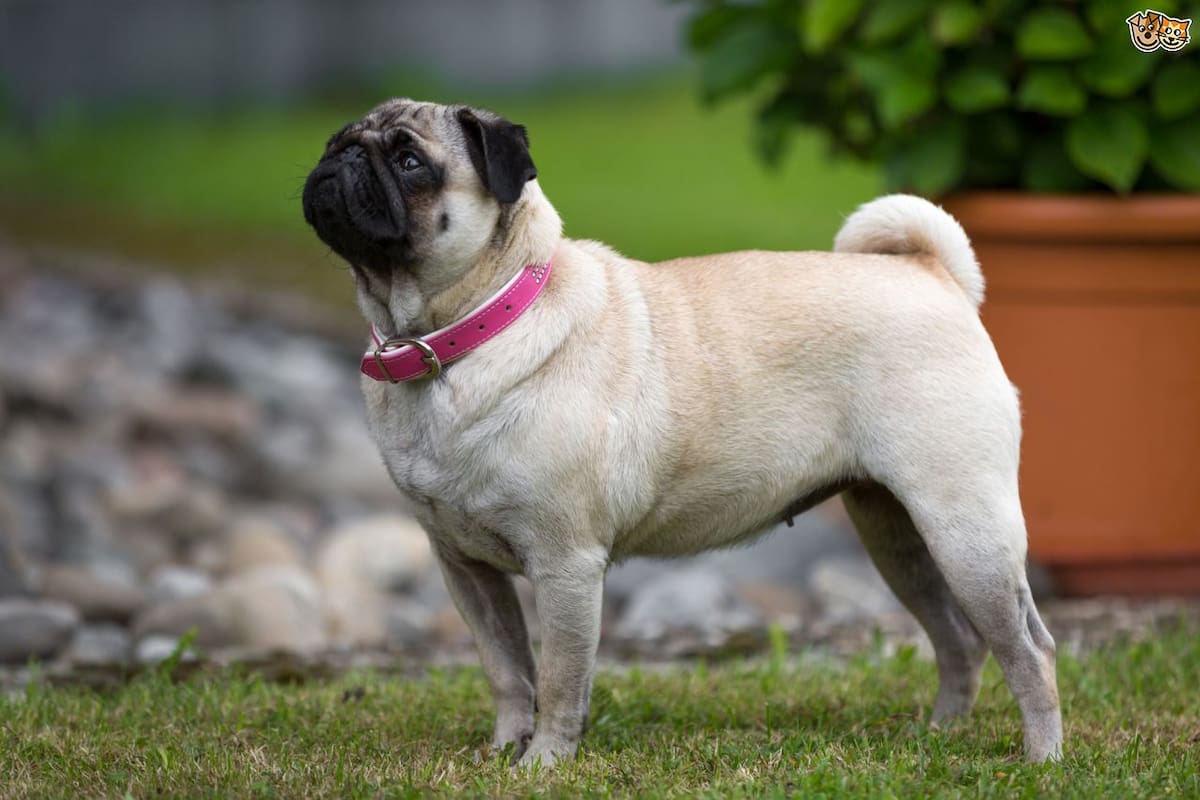 El Día de los Pugs existe y está lleno de historia, ternura y compañía