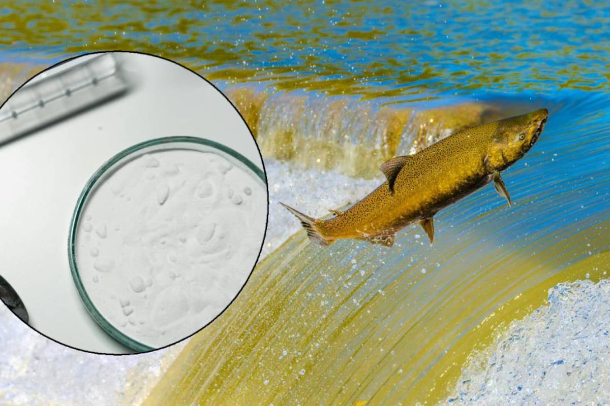 Salmones expuestos a cocaína nadan más y científicos alertan sobre contaminación de ríos por drogas