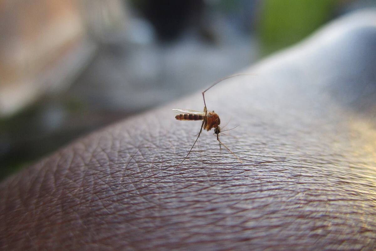 ¿Por qué los mosquitos pican más a unas personas que a otras?