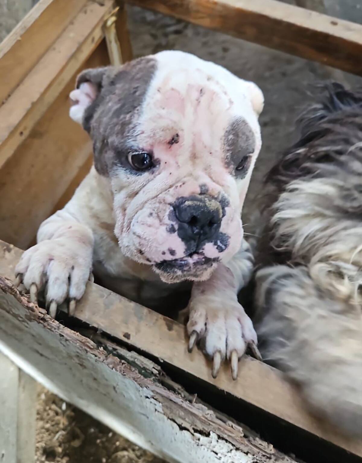 Varios de los canes se encontraban con síntomas de graves enfermedades.