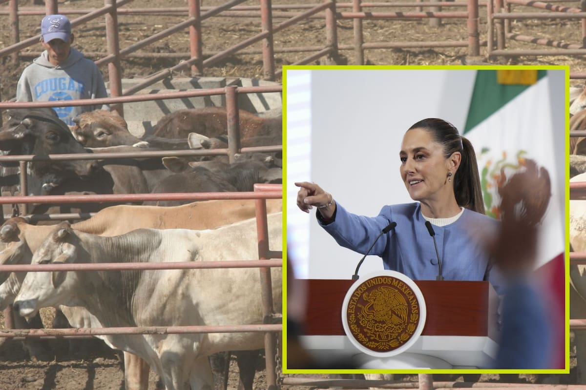 Sheinbaum adelanta que ya se da el primer apoyo para ganaderos del Norte afectados por cierre de la frontera de EEUU