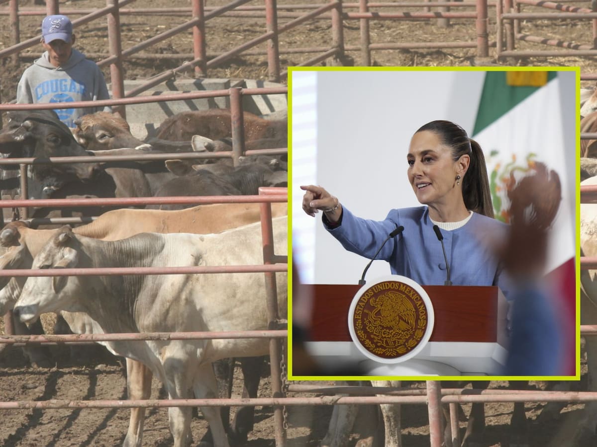 Sheinbaum adelanta que ya se da el primer apoyo para ganaderos del Norte afectados por cierre de la frontera de EEUU. | Crédito: Presidencia/Banco digital GH