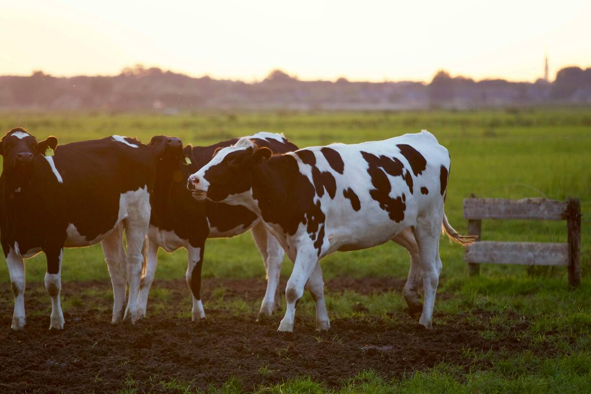 Investigación revela que las vacas también tienen mejores amigos