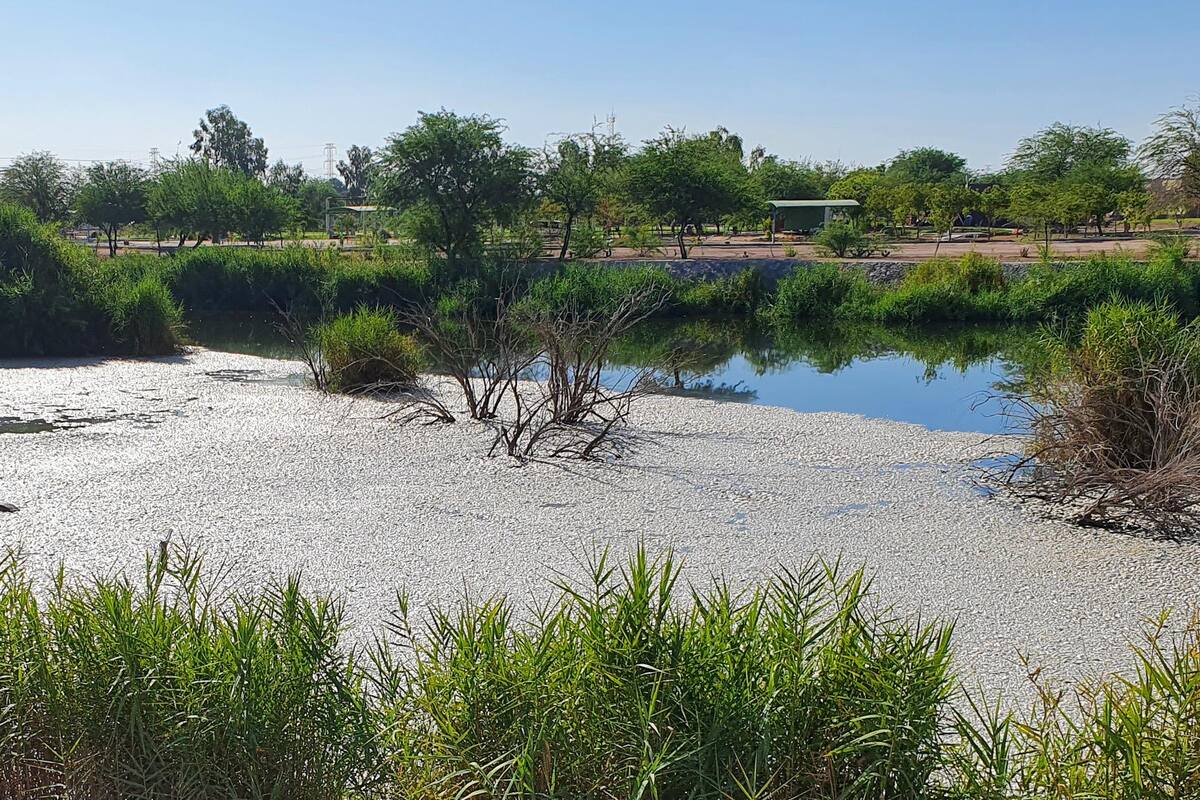 Mueren miles de peces en la Laguna México