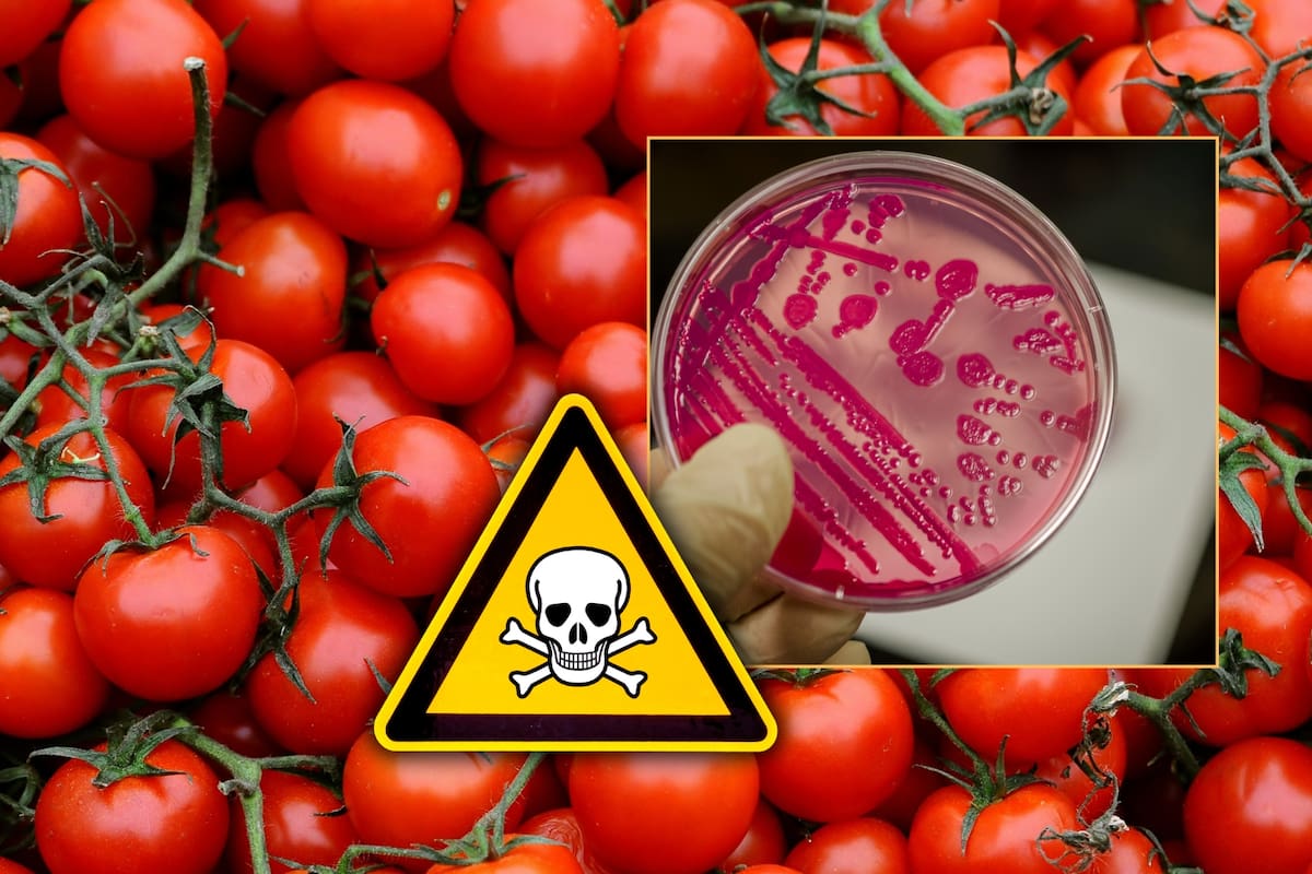 Hay grave riesgo de enfermedad o muerte por tomates contaminados en estos estados de EEUU, alerta FDA