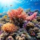 ¿Sabías que el coral es un animal, no una planta?