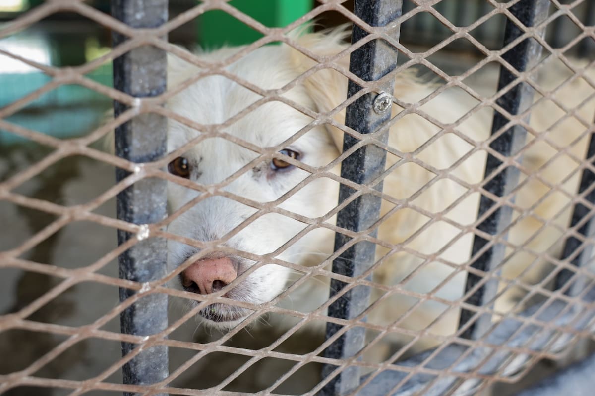¿Dejar a tu perro amarrado o sin sombra es sancionable en Mexicali? Esto dice la ley