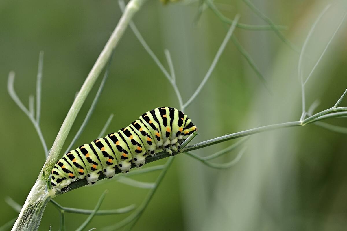 Reto visual: Localiza los insectos escondidos
