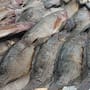 Por mariscos en mal estado o albercas sin cloro, Control Sanitario refuerza vigilancia en SLRC ante el aumento del calor