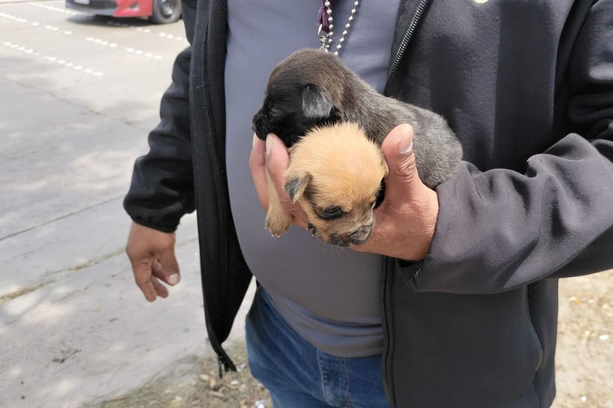 Resguardaron cachorros ofrecidos en venta en carriles Ready Lane