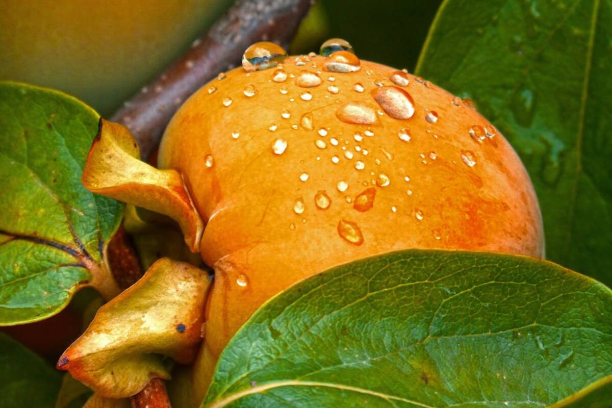 La fruta que deberían consumir mayores de 30 años