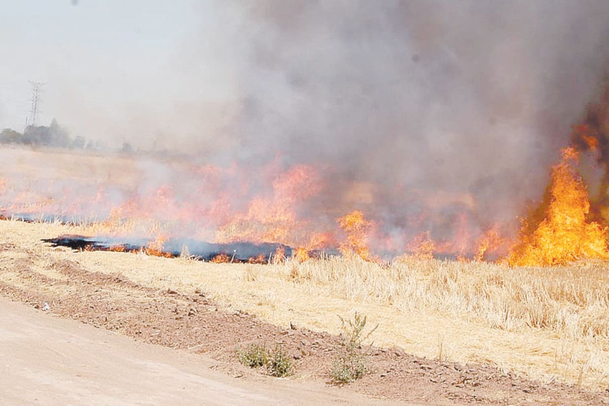 Quema de gavilla afecta a bomberos