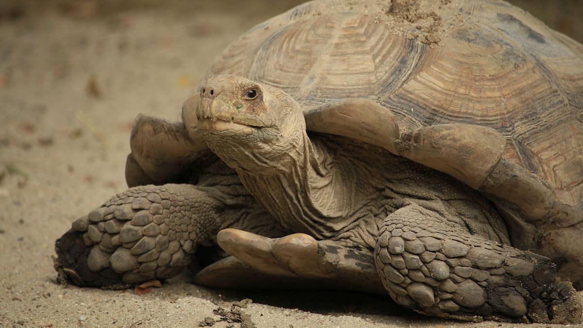 Las tortugas que ayudaron a devolver la vegetación al Sahara: 500 ejemplares fueron liberados en 2021 y sus madrigueras permitieron que el agua de lluvia penetrara mejor en el suelo y comenzaran a crecer plantas