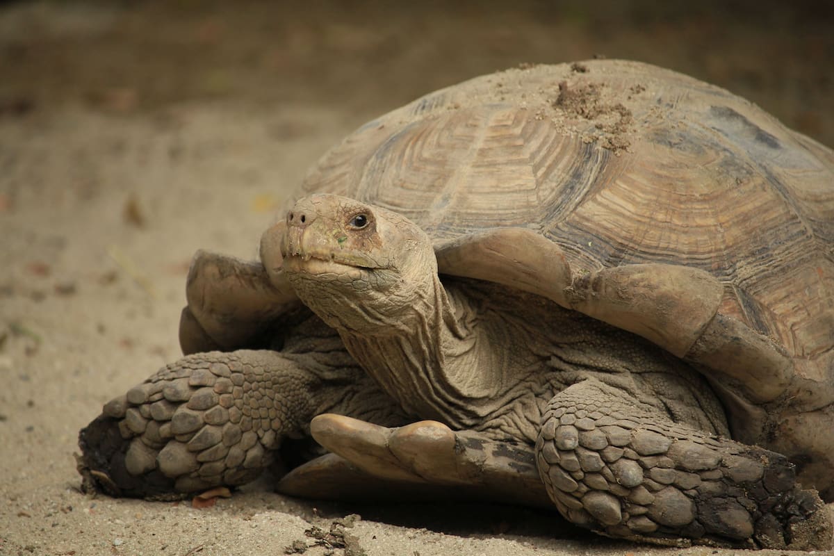 Las tortugas que ayudaron a devolver la vegetación al Sahara: 500 ejemplares fueron liberados en 2021 y sus madrigueras permitieron que el agua de lluvia penetrara mejor en el suelo y comenzaran a crecer plantas