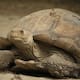 Las tortugas que ayudaron a devolver la vegetación al Sahara: 500 ejemplares fueron liberados en 2021 y sus madrigueras permitieron que el agua de lluvia penetrara mejor en el suelo y comenzaran a crecer plantas