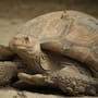 Las tortugas que ayudaron a devolver la vegetación al Sahara: 500 ejemplares fueron liberados en 2021 y sus madrigueras permitieron que el agua de lluvia penetrara mejor en el suelo y comenzaran a crecer plantas