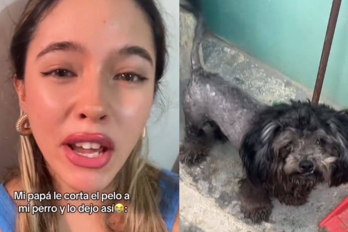 “Pareces un león de Temu”: Mujer deja a su perro con su padre; le corta el pelo