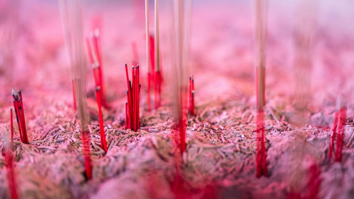 Microbiota intestinal: por qué influye en la digestión, el estado de ánimo y el sueño