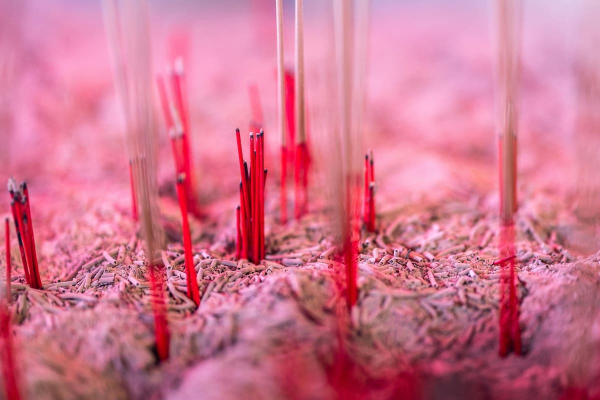 Microbiota intestinal: por qué influye en la digestión, el estado de ánimo y el sueño