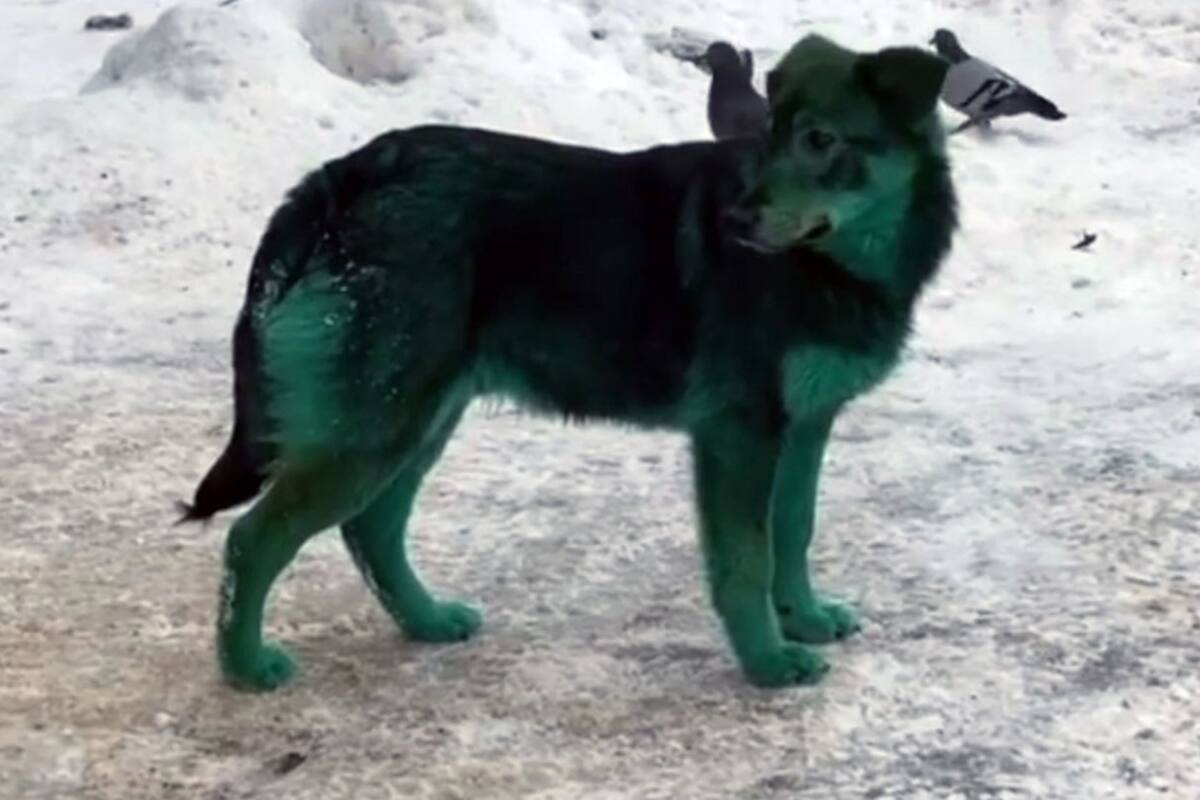 Perros verdes desconcierta a residentes en Rusia
