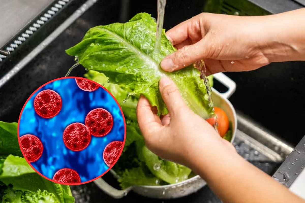 México confirma tres casos de Cyclospora, pero descarta un brote; continúa investigación por posible vínculo con lechuga de Guanajuato