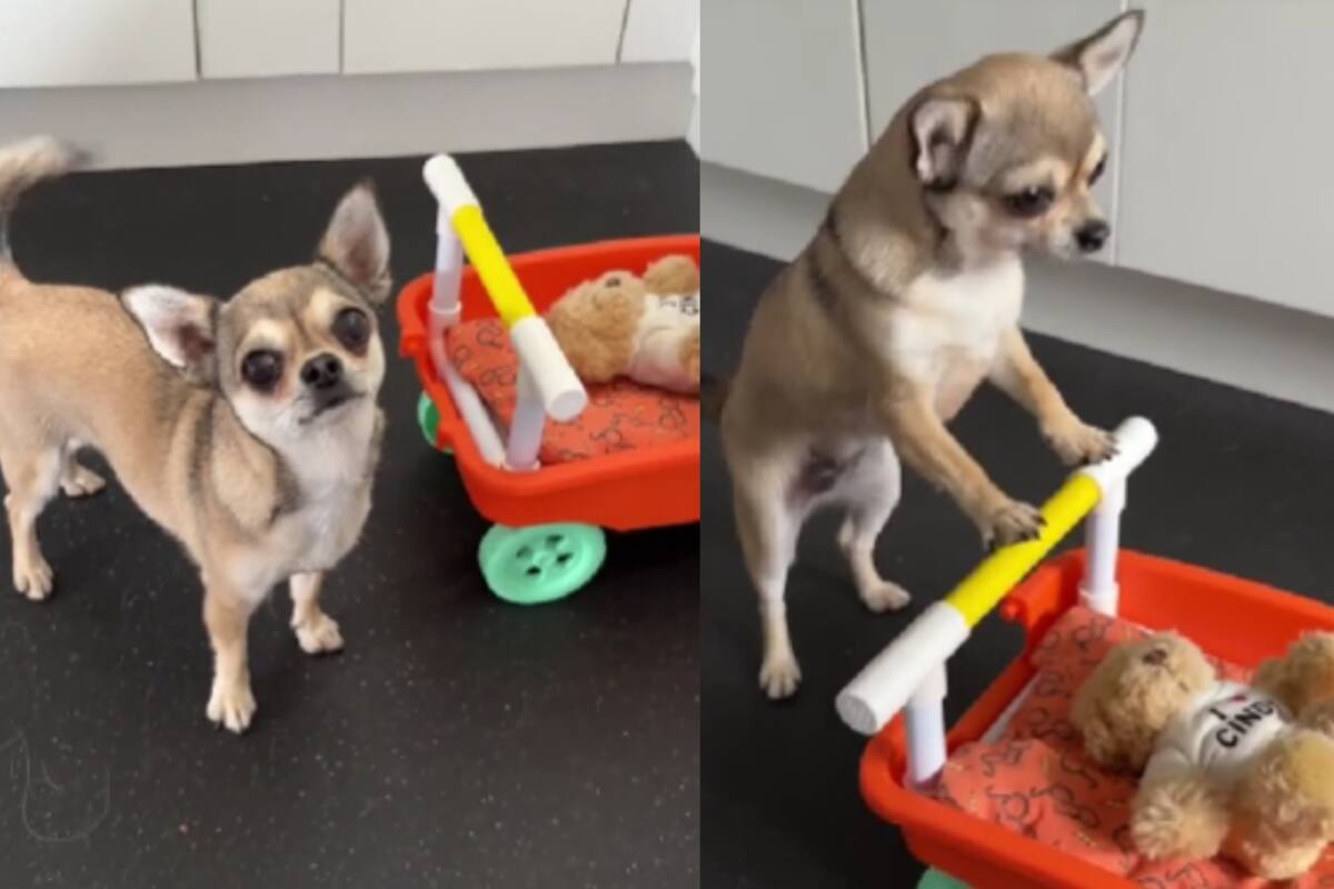 Dueña graba cómo a su chihuahua le gusta llevar a su oso de peluche en una carriola