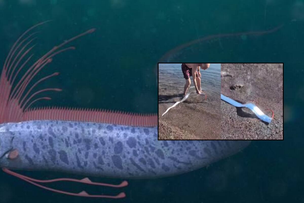 Pez del ‘Día del Juicio Final’ es avistado en playas mexicanas y temen que sea un presagio de posibles desastres naturales