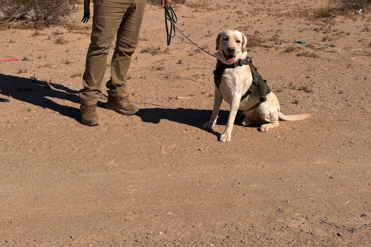 Cachanillas reconocidos internacionalmente por búsqueda de personas