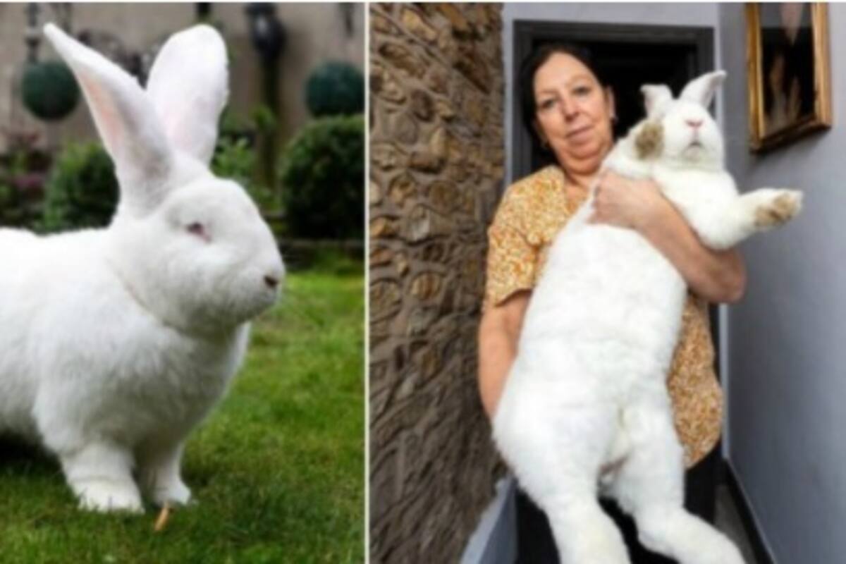 Jester, el conejo que pesa 10 kilos