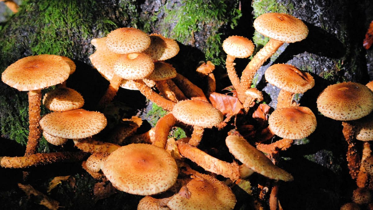 Un estudio reciente revela que los hongos surgieron y se diversificaron entre 1,4 y 0,9 mil millones de años atrás, mucho antes que las plantas/Foto: Canva