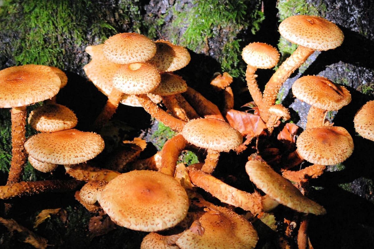 Hongos: los primeros arquitectos de la vida terrestre, mil millones de años antes de las plantas