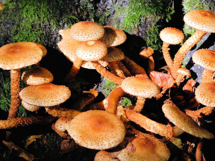 Hongos: los primeros arquitectos de la vida terrestre, mil millones de años antes de las plantas