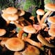 Hongos: los primeros arquitectos de la vida terrestre, mil millones de años antes de las plantas