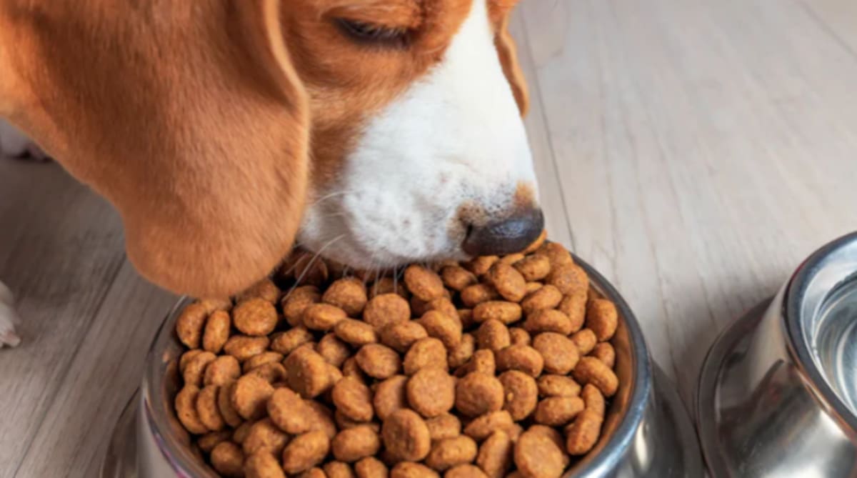 Profeco analiza alimento para perro y concluye que Hill’s Science Diet, Royal Canin y WholeHearted son las marcas con mayor puntuación en cuanto a calidad, contenido nutricional y etiquetado
